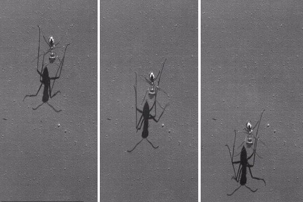 مورچه ای که از سریع ترین دونده دنیا هم تندتر می دود