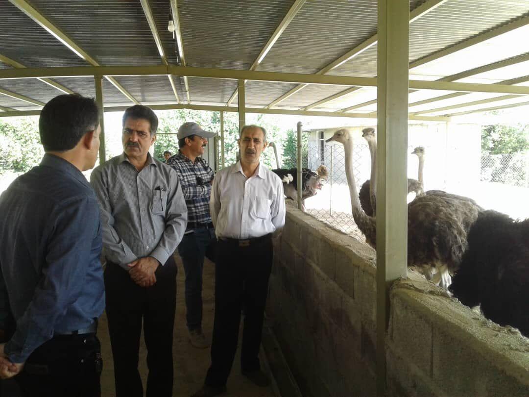 خبرنگاران نخستین واحد پرورش شترمرغ در کازرون راه اندازی شد