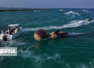 خبرنگاران تشخیص علت مرگ نهنگ&zwnjها در کوتاه مدت شدنی نیست