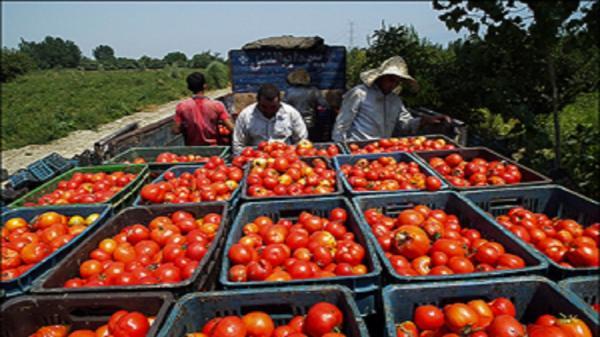 برداشت هفت هزار تن گوجه فرنگی در دلفان